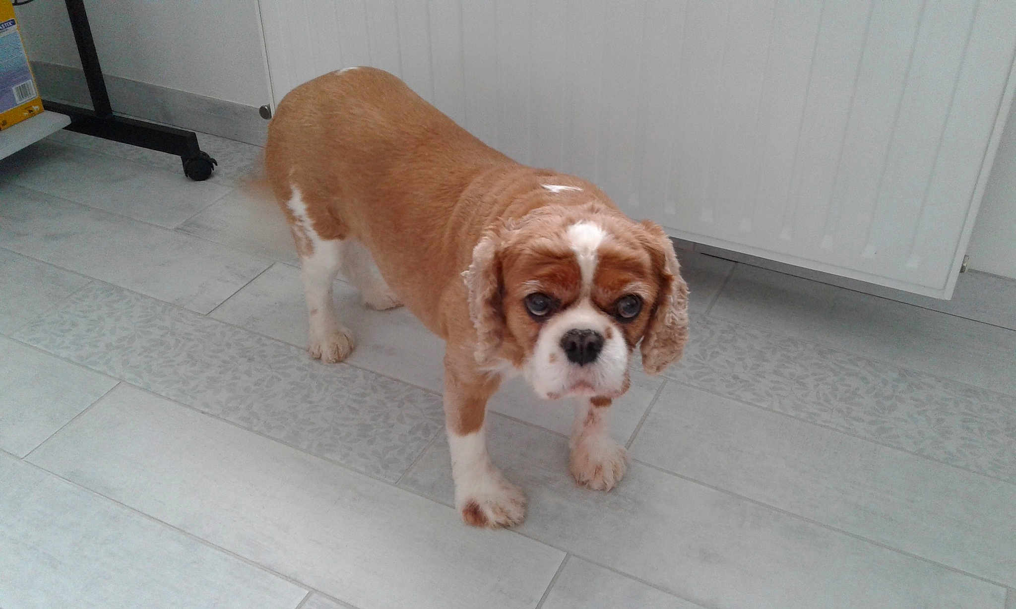 Dolly