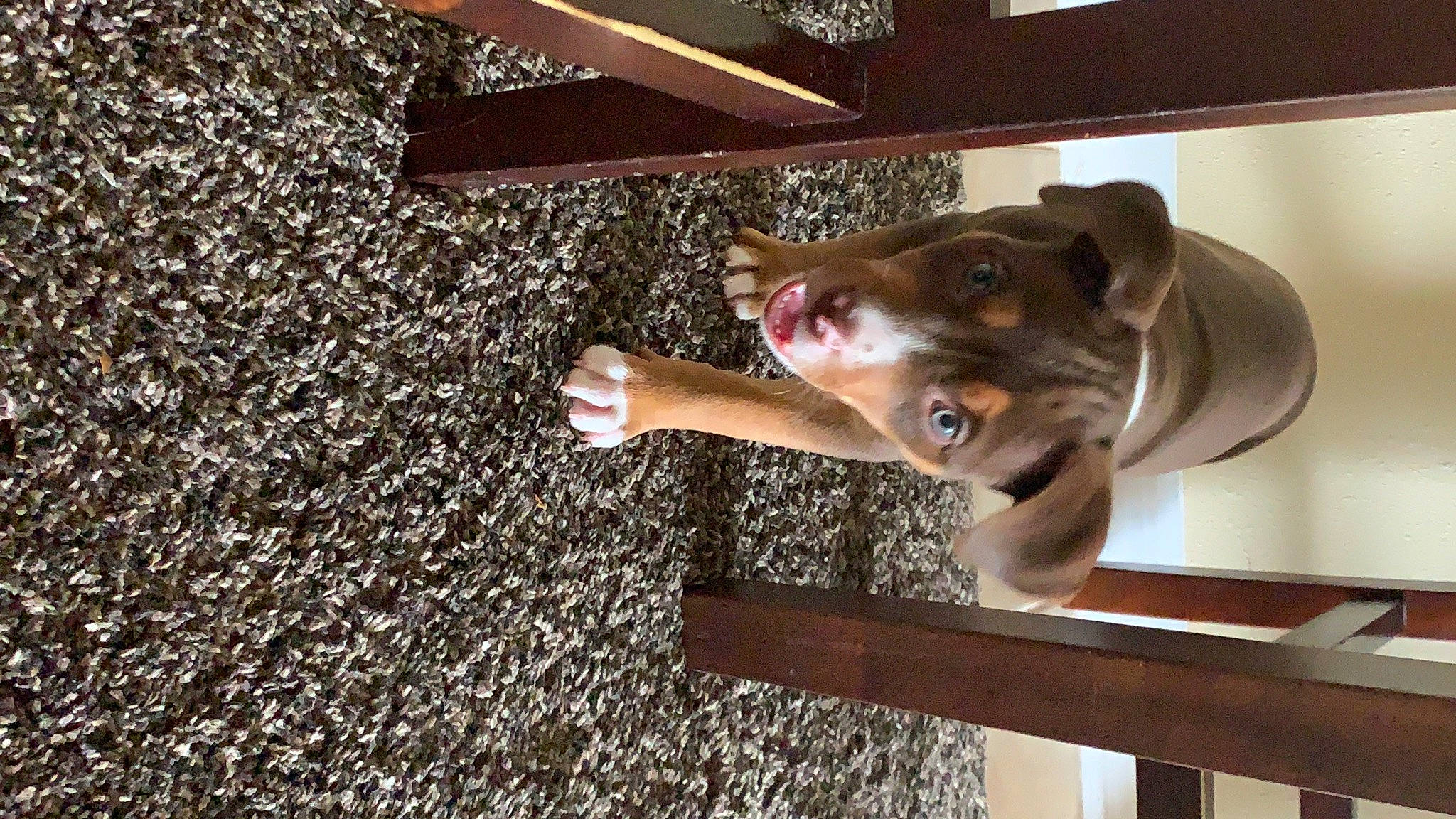 Kilo is registered to the contest to win money with this photo: american_pit_bull_terrier, canidae, carnivore, dog, dog_breed, fawn, liver, snout, sporting_group, weimaraner