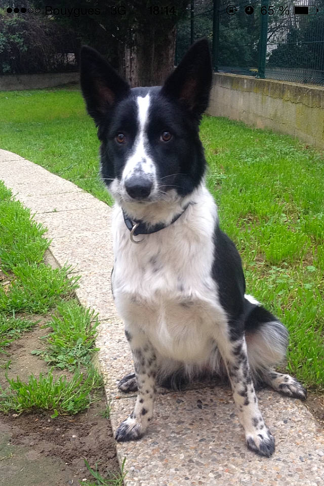 Madi participe au concours pour gagner de l'argent avec cette photo : australian_collie, border_collie, canaan_dog, canidae, carnivore, dog, dog_breed, herding_dog, karelian_bear_dog, koolie, mammal, mcnab, rare_breed_dog, russo_european_laika, sporting_group, texas_heeler, vertebrate, working_dog