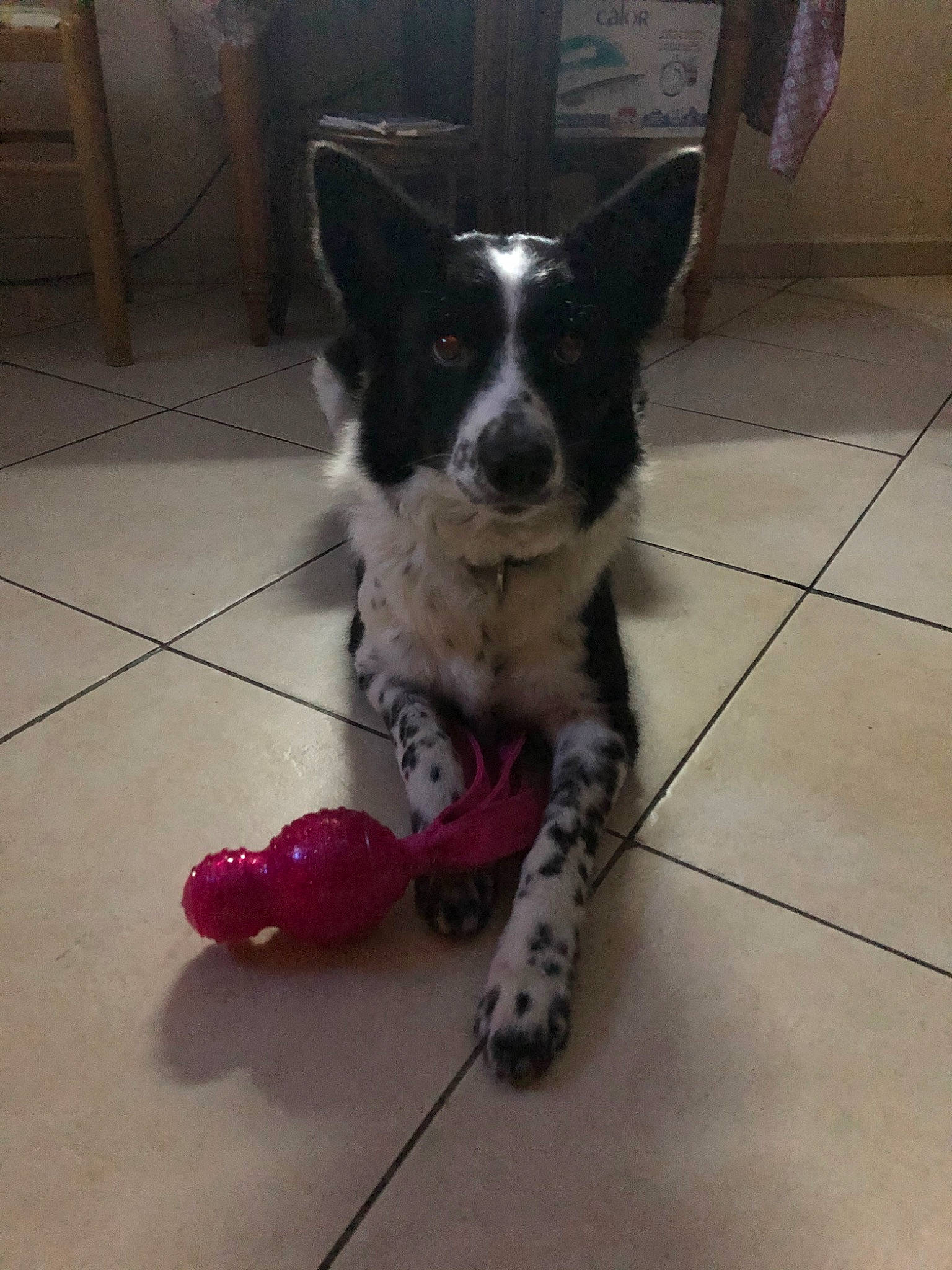 Madi participe au concours pour gagner de l'argent avec cette photo : border_collie, canidae, cardigan_welsh_corgi, carnivore, dog, dog_breed, herding_dog, karelian_bear_dog, koolie, mammal, mcnab, sporting_group, texas_heeler, vertebrate, working_dog