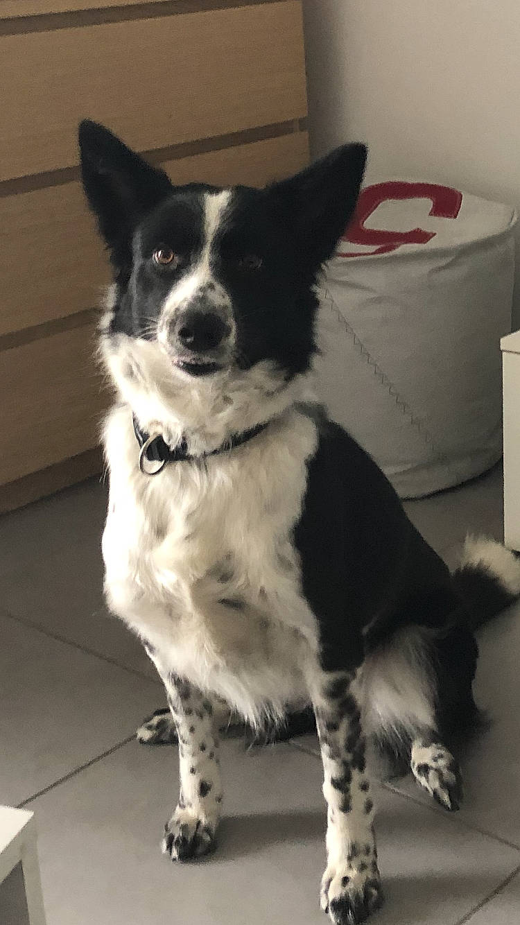 Madi a rejoint le concours — aidez-le/la à gagner de superbes lots ! australian_collie, border_collie, canidae, carnivore, dog, dog_breed, herding_dog, karelian_bear_dog, mammal, mcnab, rare_breed_dog, russo_european_laika, snout, sporting_group, vertebrate, working_dog
