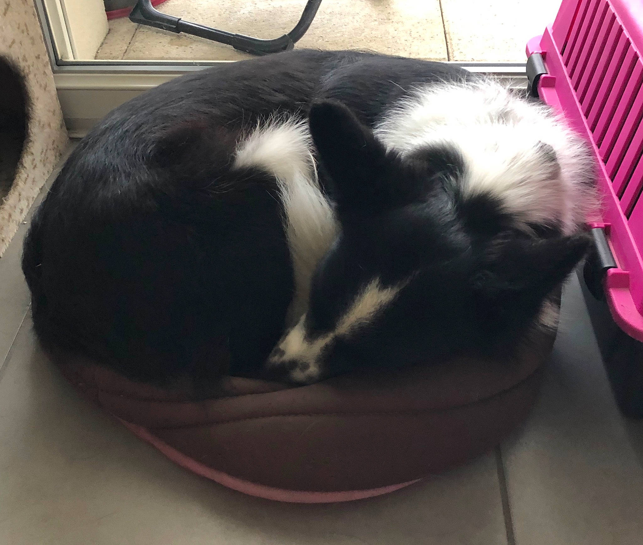 Madi participe au concours pour gagner de l'argent avec cette photo : canidae, carnivore, cat, felidae, fur, guinea_pig, kitten, small_to_medium_sized_cats, tail, whiskers