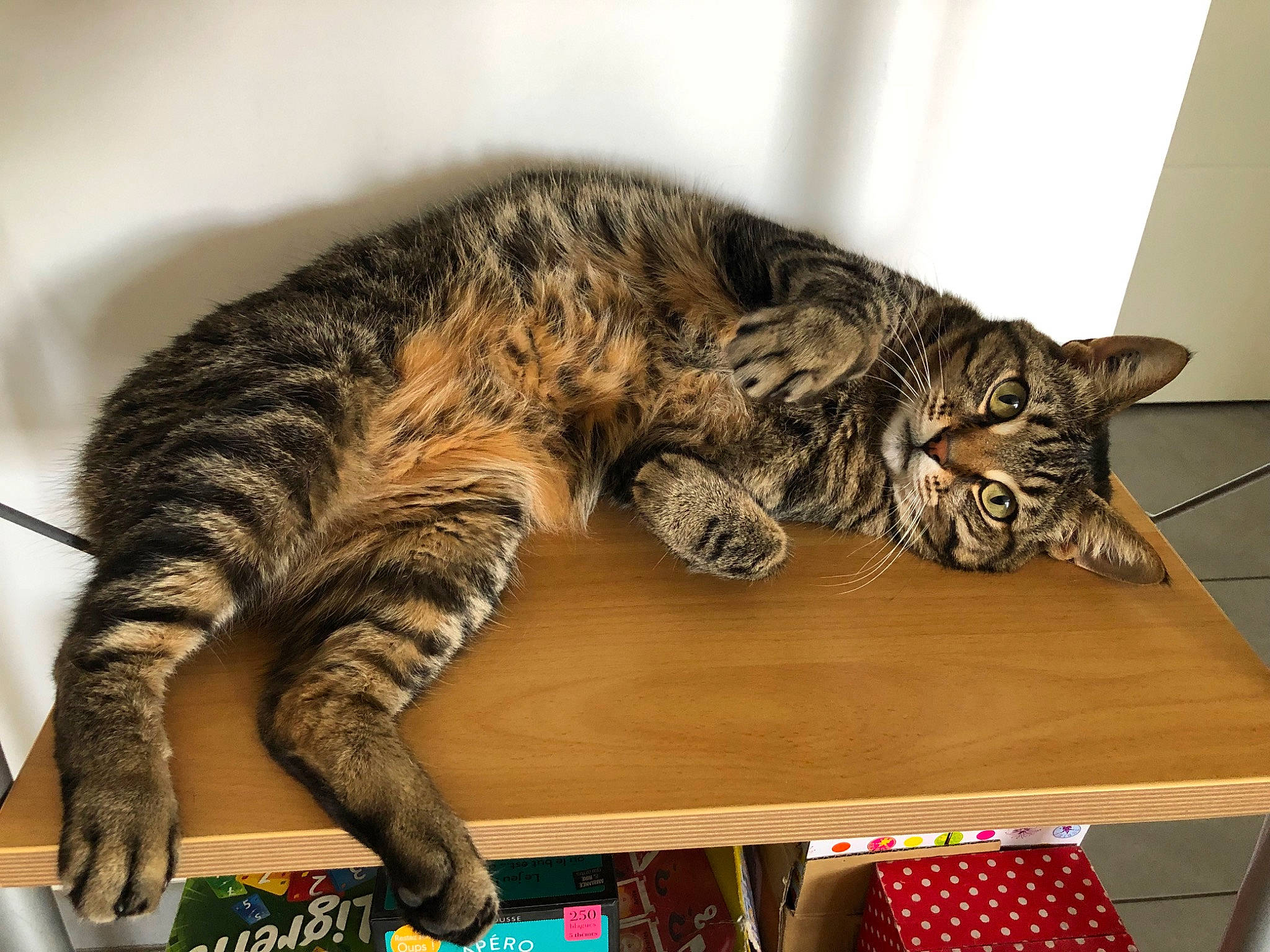 Tino a rejoint le concours — aidez-le/la à gagner de superbes lots ! american_shorthair, asian, bengal, california_spangled, carnivore, cat, domestic_short_haired_cat, dragon_li, european_shorthair, felidae, kitten, mammal, ocicat, pixie_bob, small_to_medium_sized_cats, tabby_cat, toyger, vertebrate, whiskers, wild_cat