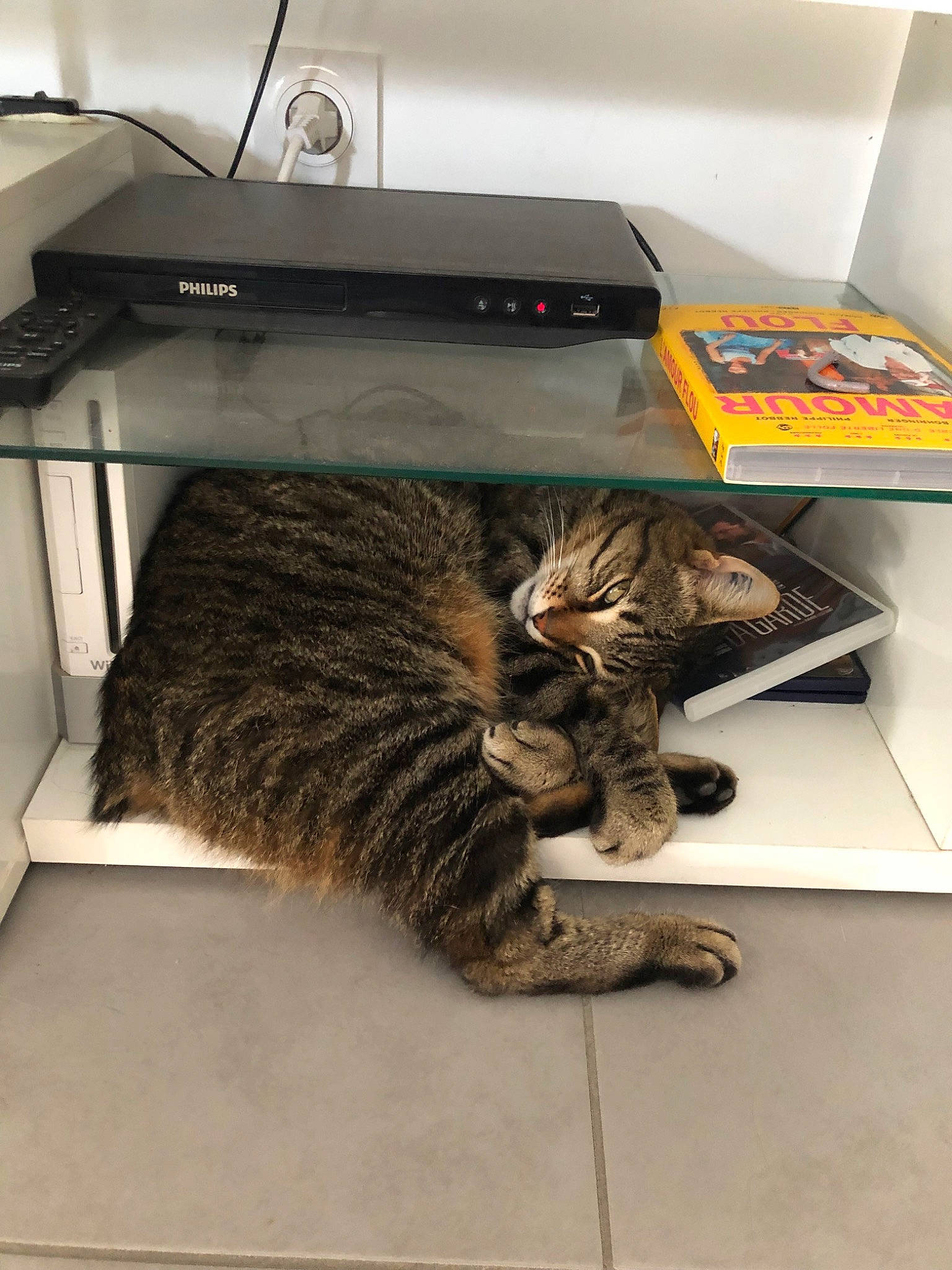 Tino a rejoint le concours — aidez-le/la à gagner de superbes lots ! american_shorthair, box, california_spangled, carnivore, cat, domestic_short_haired_cat, dragon_li, european_shorthair, felidae, floor, fur, kitten, paw, pixie_bob, small_to_medium_sized_cats, tabby_cat, table, toyger, whiskers, wild_cat