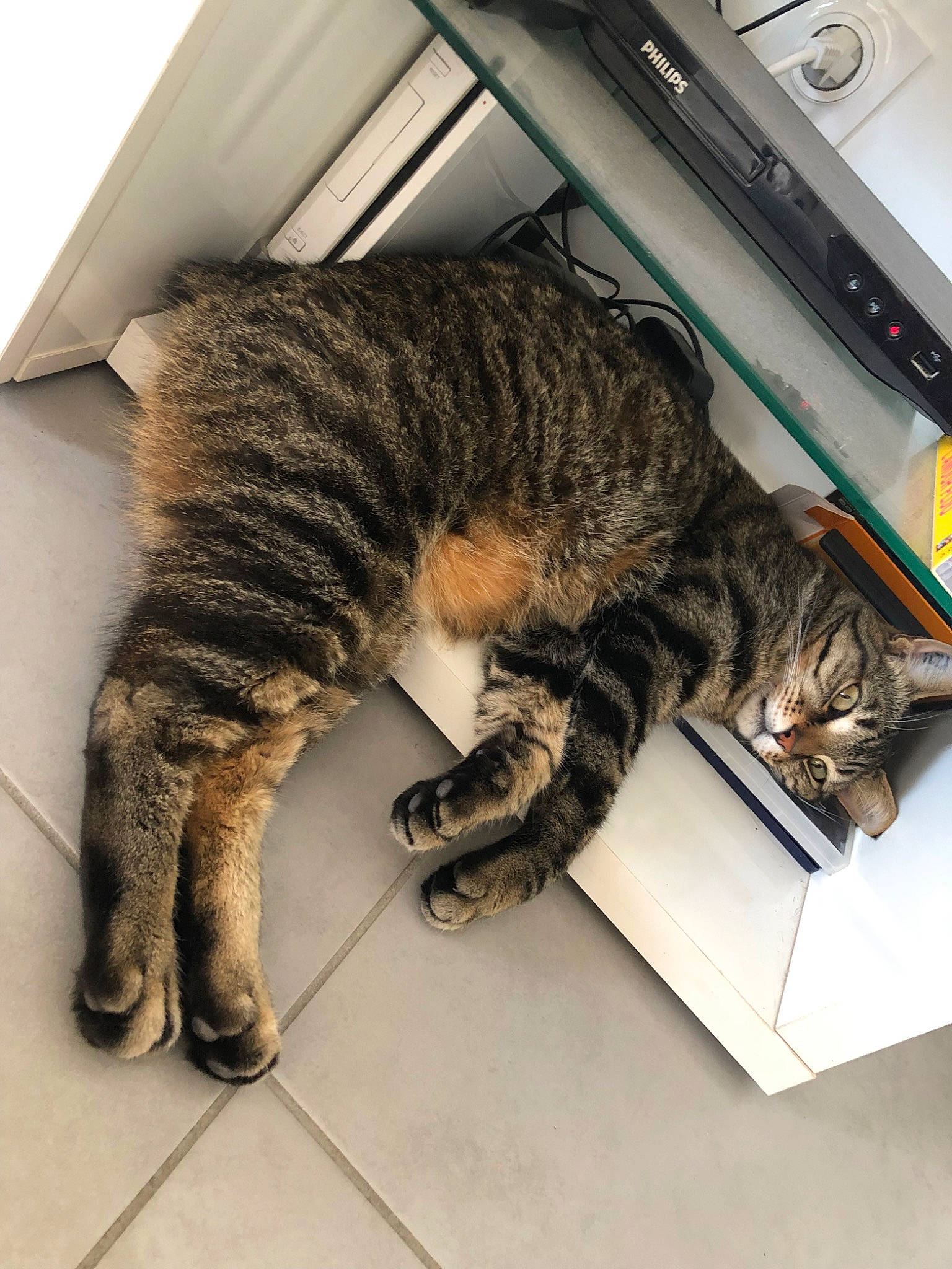 Tino a rejoint le concours — aidez-le/la à gagner de superbes lots ! american_shorthair, asian, california_spangled, carnivore, cat, domestic_short_haired_cat, dragon_li, european_shorthair, felidae, fur, kitten, paw, pixie_bob, small_to_medium_sized_cats, tabby_cat, toyger, whiskers, wild_cat