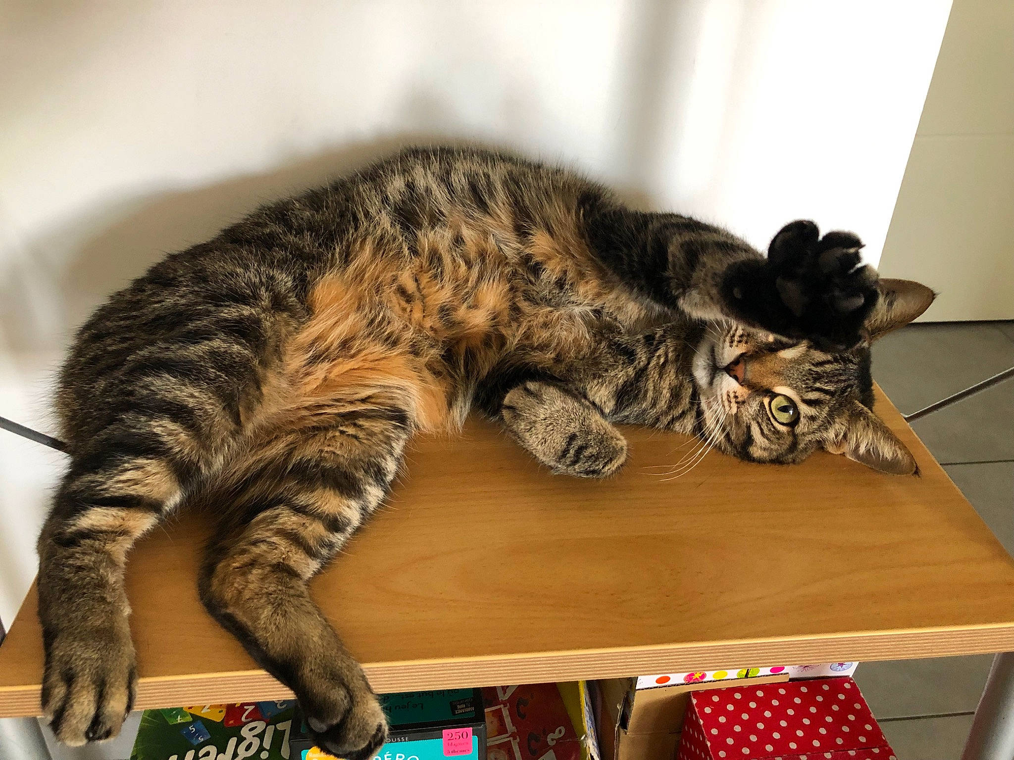 Tino participe au concours pour gagner de l'argent avec cette photo : american_shorthair, asian, bengal, california_spangled, carnivore, cat, domestic_short_haired_cat, dragon_li, european_shorthair, felidae, mammal, ocicat, paw, pixie_bob, small_to_medium_sized_cats, tabby_cat, toyger, vertebrate, whiskers, wild_cat