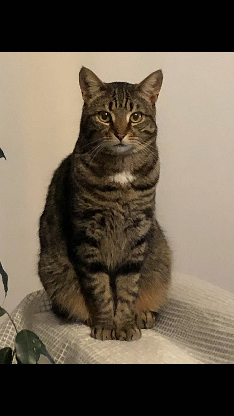 Tino participe au concours pour gagner de l'argent avec cette photo : american_bobtail, american_shorthair, asian, british_semi_longhair, california_spangled, carnivore, cat, domestic_short_haired_cat, dragon_li, european_shorthair, felidae, kitten, mammal, pixie_bob, small_to_medium_sized_cats, snout, tabby_cat, vertebrate, whiskers, wild_cat