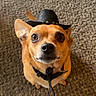 Taco is registered to the contest to win money with this photo: dog, small_dog, cowboy_hat, pet, carpet, indoor, brown_dog, cute, animal, looking_up, hat, collar, canine, curious, companion, domestic_animal, fur, ears, paw, jeans