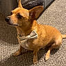 Taco joined the competition — help win amazing prizes! dog, small_dog, bow_tie, carpet, indoor, pet, brown_dog, sitting, attentive, cute, animal, fur, ears, nose, paw, tail, household, furniture, cozy, portrait