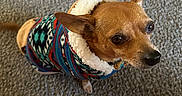 Taco joined the competition — help win amazing prizes! dog, small_dog, sweater, colorful_clothing, carpet, indoor, pet, animal, cute, looking_up, brown_dog, cozy, textile, patterned_clothing, floor, pajamas, cartoon, playful, domestic_animal, companion