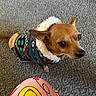 dog, small_dog, sweater, colorful_clothing, carpet, indoor, pet, animal, cute, looking_up, brown_dog, cozy, textile, patterned_clothing, floor, pajamas, cartoon, playful, domestic_animal, companion