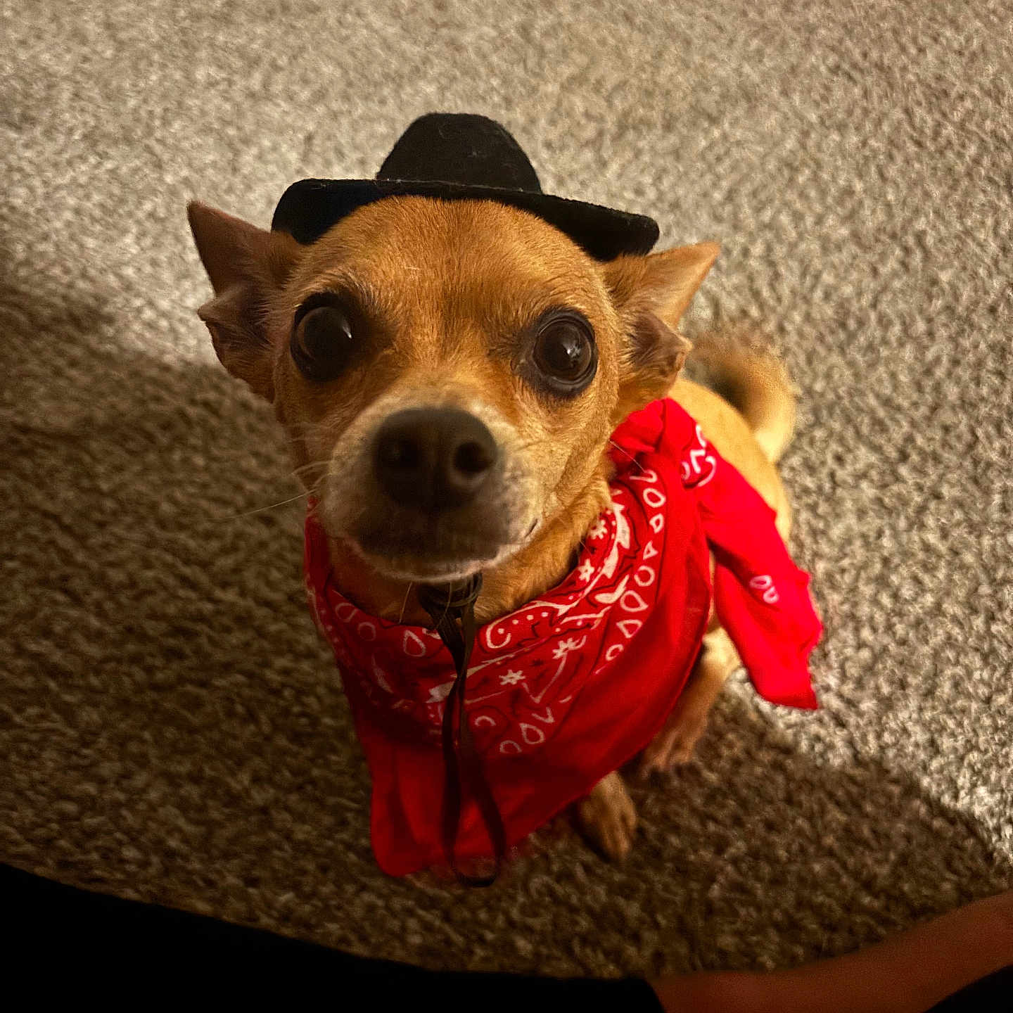 Taco