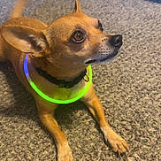 Taco joined the competition — help win amazing prizes! dog, small_dog, tan_dog, glowing_collar, neon_collar, carpet, indoor, pet, animal, ears, tail, paw, floor, cute, attentive, looking_up, pet_accessory, domestic_animal, canine, companion