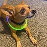 dog, small_dog, tan_dog, glowing_collar, neon_collar, carpet, indoor, pet, animal, ears, tail, paw, floor, cute, attentive, looking_up, pet_accessory, domestic_animal, canine, companion