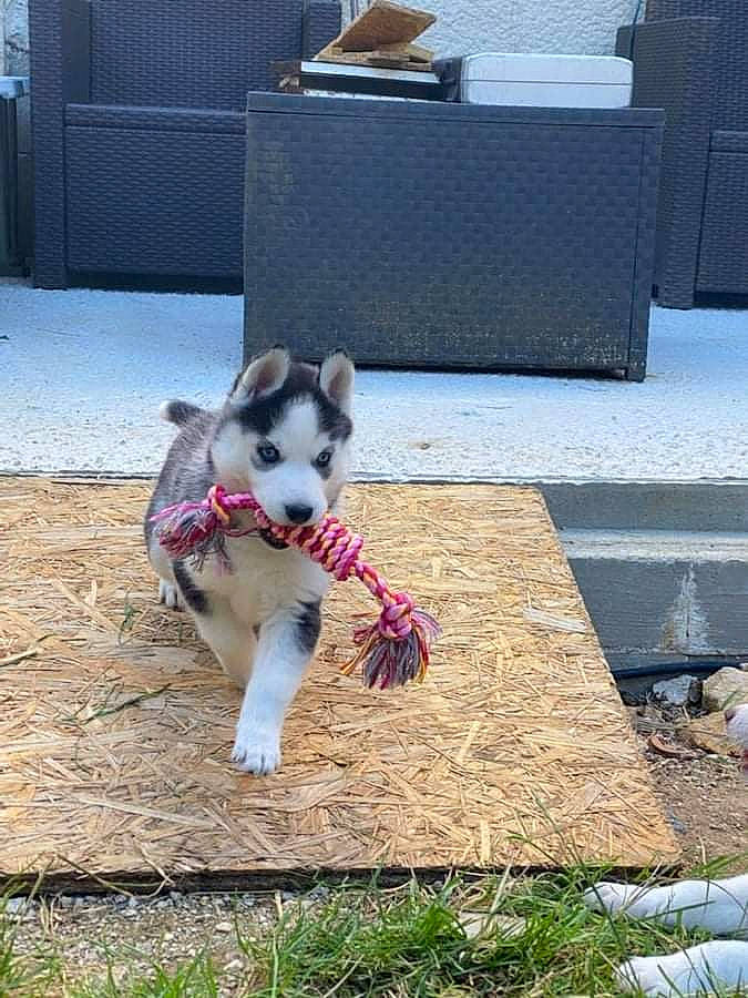 Sally participe au concours pour gagner de l'argent avec cette photo : canis, carnivore, collar, companion_dog, dog, dog_breed, fawn, felidae, flooring, fur, grass, herding_dog, siberian_husky, sled_dog, small_to_medium_sized_cats, snout, tail, whiskers, wolf, working_animal