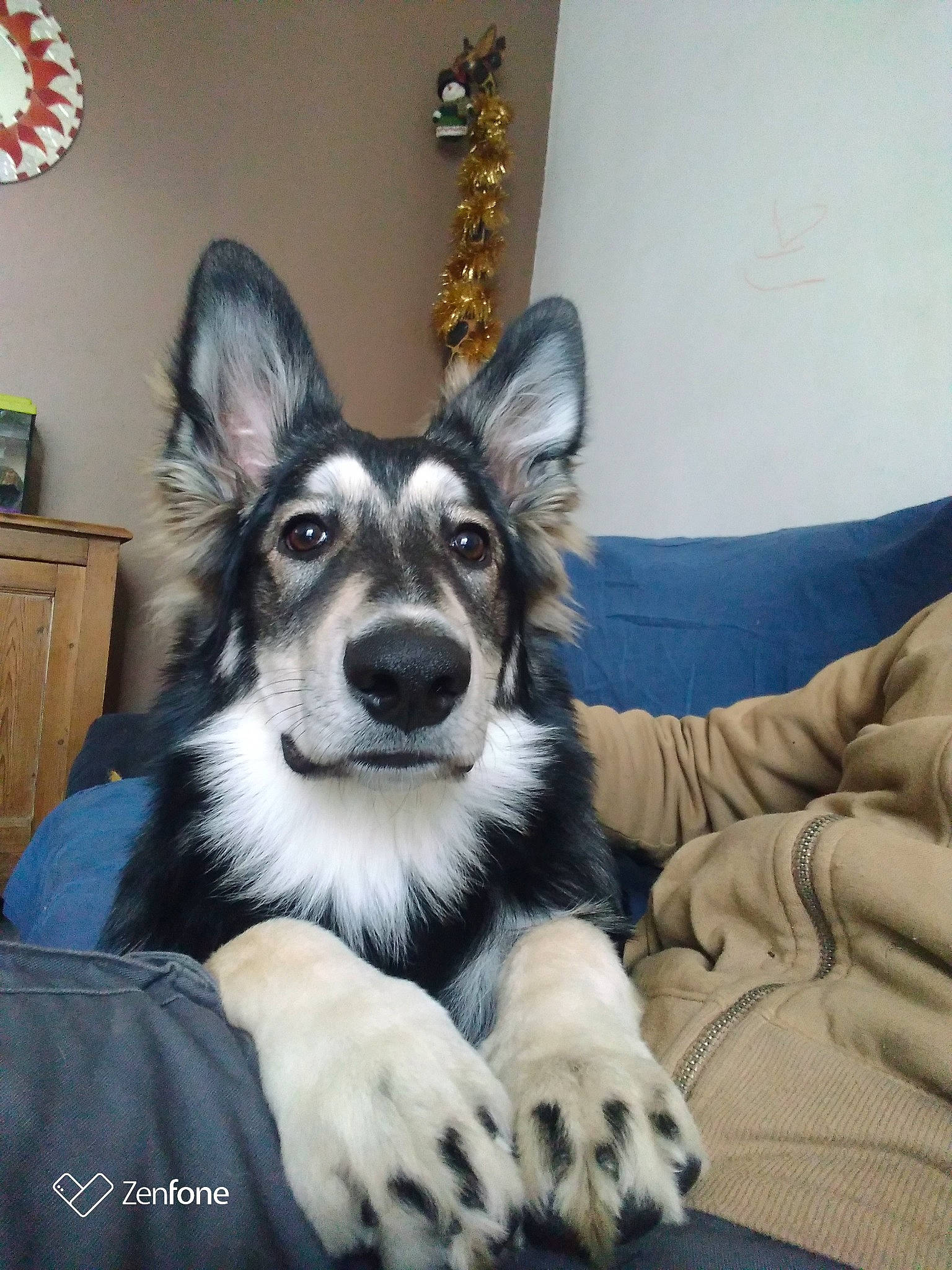 Maika a rejoint le concours — aidez-le/la à gagner de superbes lots ! canidae, carnivore, comfort, companion_dog, couch, dog, dog_breed, flooring, foot, fur, herding_dog, living_room, paw, picture_frame, sitting, snout, sporting_group, terrestrial_animal, whiskers, working_dog