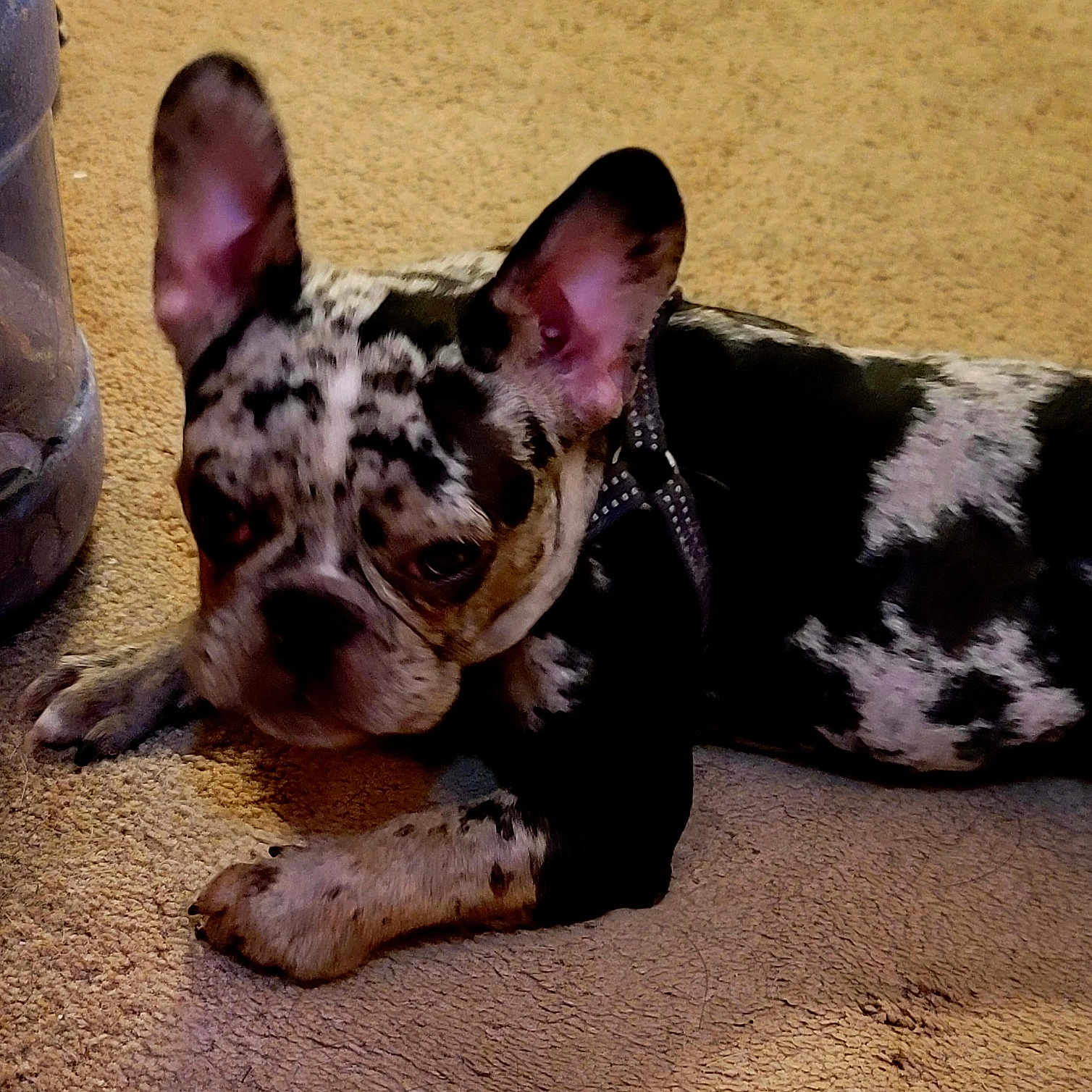Berkeley is registered to the contest to win money with this photo: animal, bostonbull, boxer, bulldog, canine, dog, frenchbulldog, hound, pet, pitbull, puppy