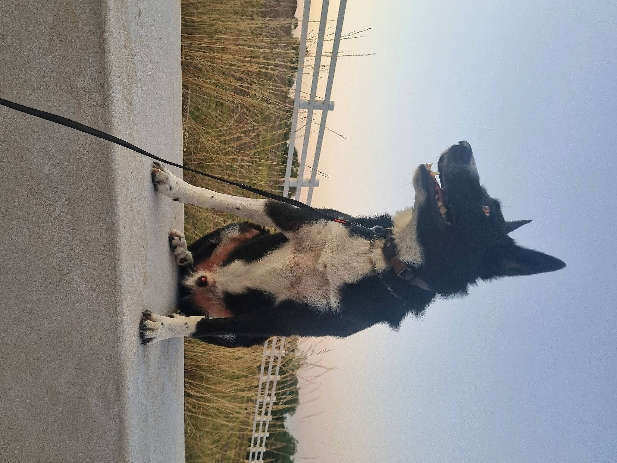 Koda joined the competition — help win amazing prizes! dog, electrical_supply, electricity, palm_tree, public_utility, shadow, sky, snout, tail, water, wildlife, winter, wire, wood