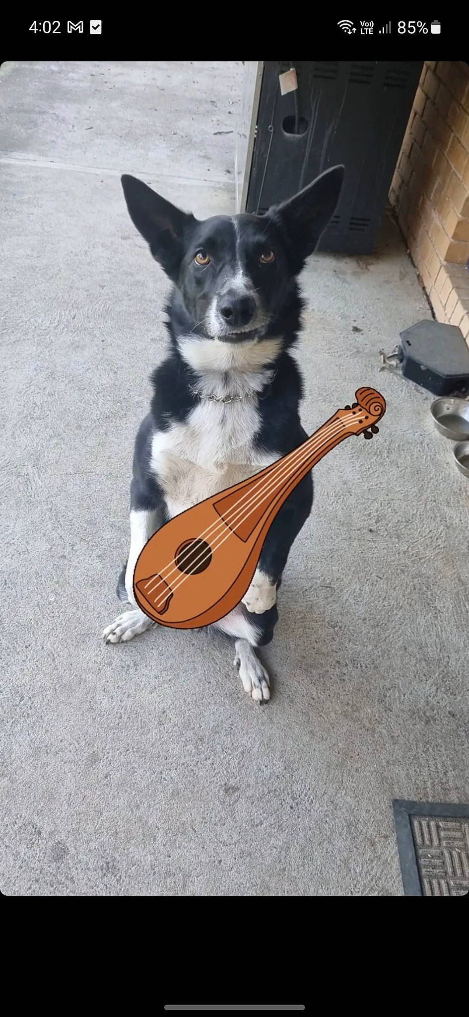 Koda is registered to the contest to win money with this photo: carnivore, companion_dog, dog, dog_breed, dog_supply, electric_guitar, folk_instrument, guitar, guitar_accessory, guitarist, musical_instrument, musical_instrument_accessory, plucked_string_instruments, sporting_group, string_instrument, string_instrument_accessory, tail, toy_dog, whiskers