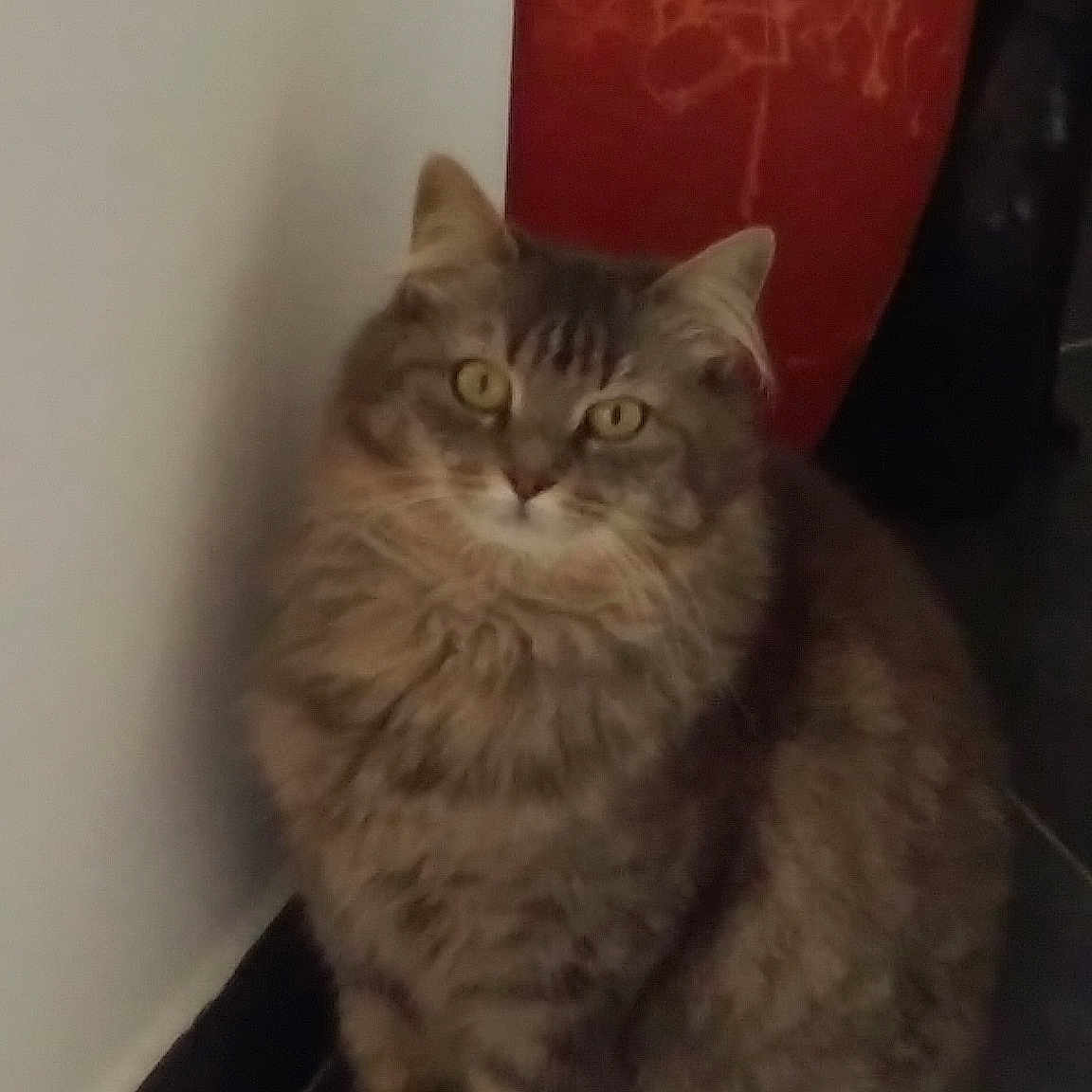 Lili