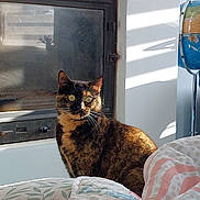 Nairobi a rejoint le concours — aidez-le/la à gagner de superbes lots ! cat, tortoiseshell_cat, pet, animal, feline, sitting, portrait, indoor, window, sunlight, shadow, whiskers, green_eyes, pointed_ears, fur, black_and_orange, blanket, quilt, bed, home