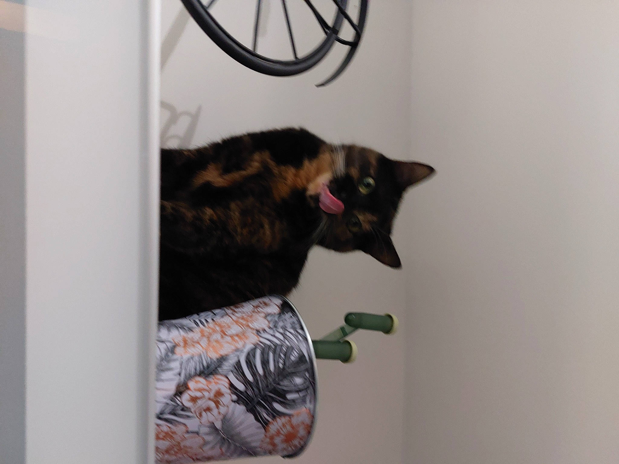 Nairobi participe au concours pour gagner de l'argent avec cette photo : art, automotive_tire, bicycle, bicycle_tire, bicycle_wheel, bicycle_wheel_rim, carnivore, cat, domestic_short_haired_cat, felidae, fur, rim, room, small_to_medium_sized_cats, tail, terrestrial_animal, tire, visual_arts, wheel, whiskers