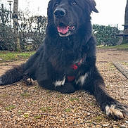 Taisonne Somsanith a rejoint le concours — aidez-le/la à gagner de superbes lots ! dog, black_dog, lying_down, outdoor, gravel, park, trees, leafless_trees, grass, red_harness, tongue_out, pet, canine, animal, nature, daytime, mammal, fur, friendly, alert