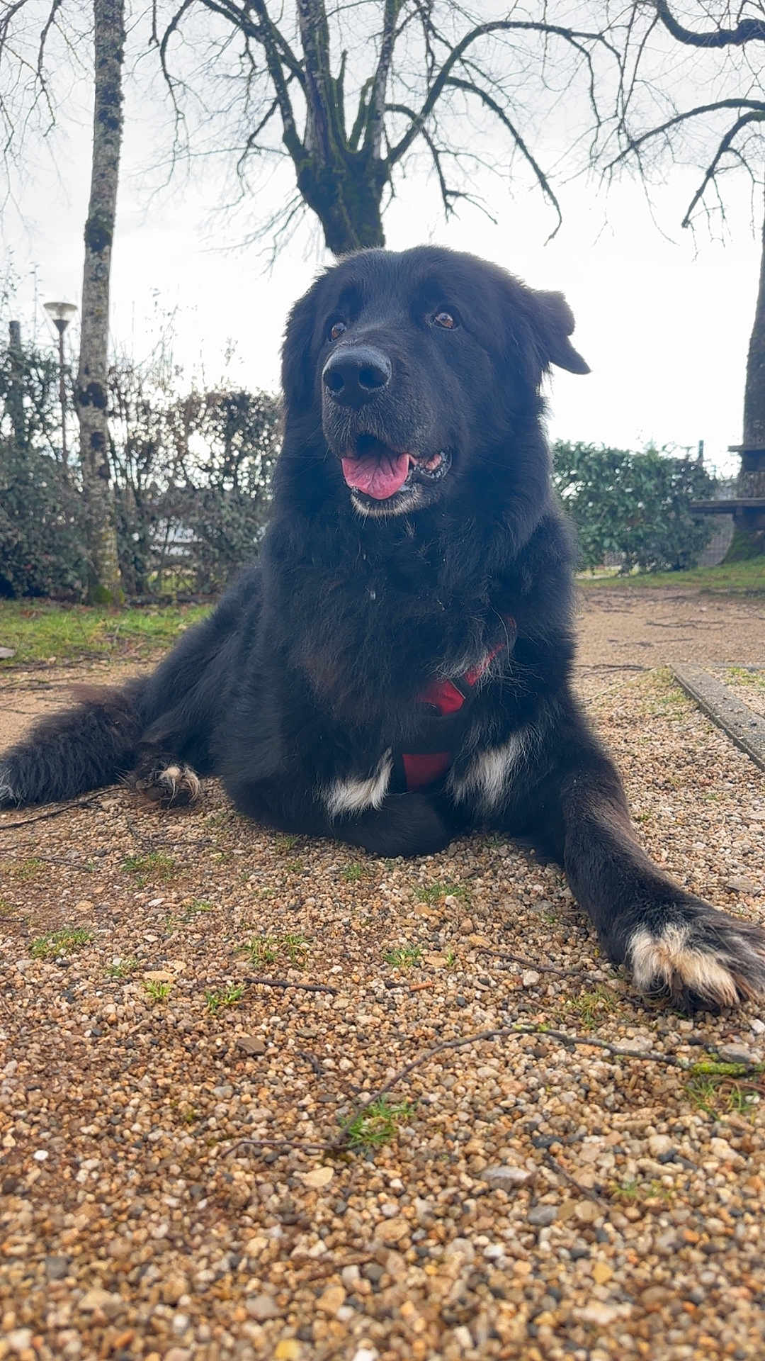 Taisonne Somsanith a rejoint le concours — aidez-le/la à gagner de superbes lots ! dog, black_dog, lying_down, outdoor, gravel, park, trees, leafless_trees, grass, red_harness, tongue_out, pet, canine, animal, nature, daytime, mammal, fur, friendly, alert