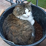 Obert a rejoint le concours — aidez-le/la à gagner de superbes lots ! abyssinian, alloywheel, animal, bowl, car, carwheel, cat, cookware, kitten, machine, manx, pet, plant, pot, pottedplant, soil, spoke, tire, transportation, vehicle