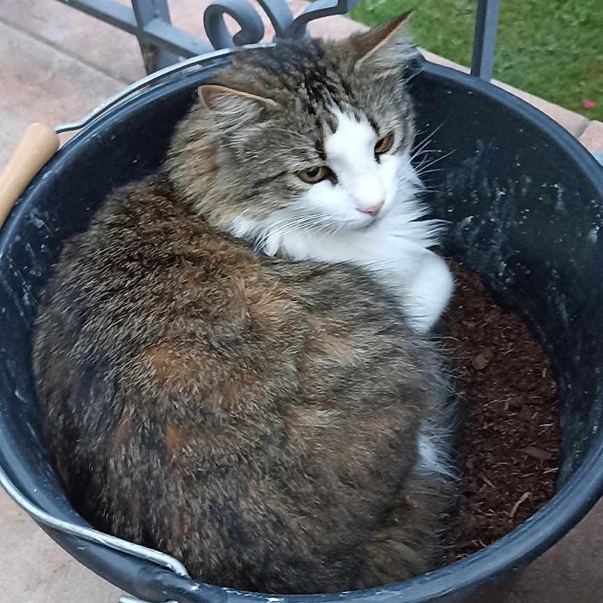 Obert a rejoint le concours — aidez-le/la à gagner de superbes lots ! abyssinian, alloywheel, animal, bowl, car, carwheel, cat, cookware, kitten, machine, manx, pet, plant, pot, pottedplant, soil, spoke, tire, transportation, vehicle