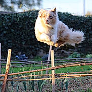 Charlie participe au concours pour gagner de l'argent avec cette photo : dog, animal, jumping, leap, fence, garden, grass, outdoor, nature, pet, fur, canine, playful, motion, agility, daylight, greenery, wood, rural, energetic