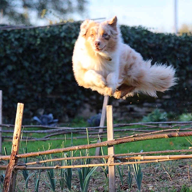 Charlie participe au concours pour gagner de l'argent avec cette photo : dog, animal, jumping, leap, fence, garden, grass, outdoor, nature, pet, fur, canine, playful, motion, agility, daylight, greenery, wood, rural, energetic