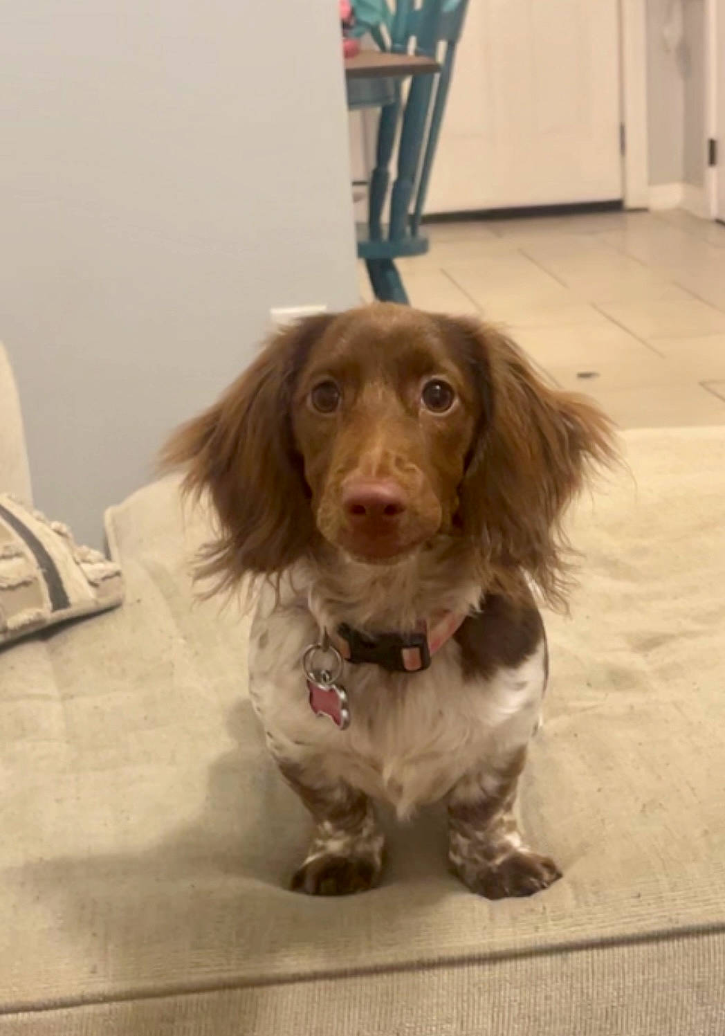 Tilly joined the competition — help win amazing prizes! canidae, carnivore, companion_dog, dog, dog_breed, fawn, flooring, fur, liver, snout, spaniel, sporting_group, whiskers, working_animal