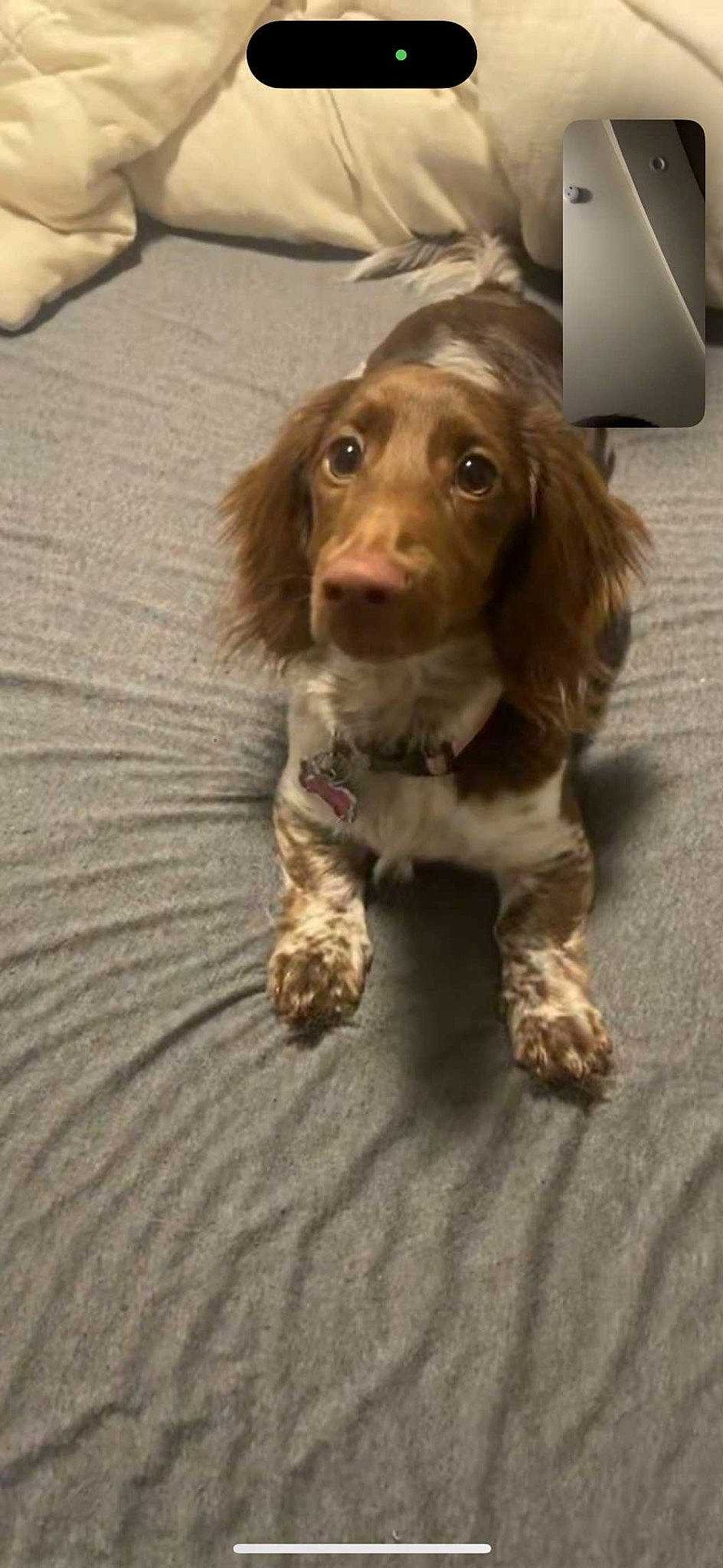 Tilly joined the competition — help win amazing prizes! brown, canidae, carnivore, companion_dog, dog, dog_breed, fawn, fur, gun_dog, hardwood, hunting_dog, liver, puppy, snout, spaniel, sporting_group, terrestrial_animal, whiskers, wood, working_animal