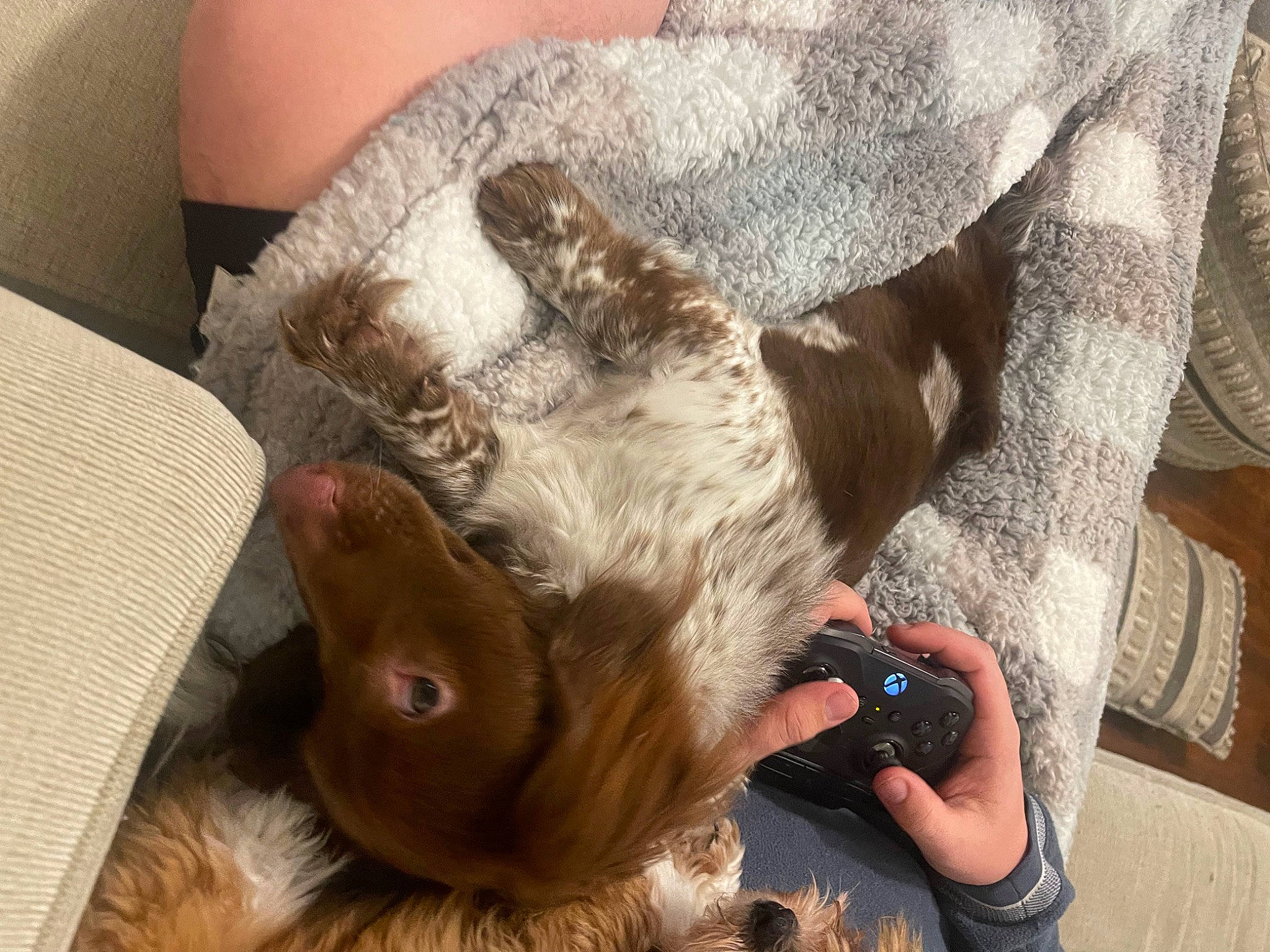 Tilly joined the competition — help win amazing prizes! camera, carnivore, comfort, companion_dog, dog, dog_breed, ear, fawn, felidae, finger, fur, gesture, liver, mammal, mobile_phone, nail, snout, vertebrate, whiskers, working_animal