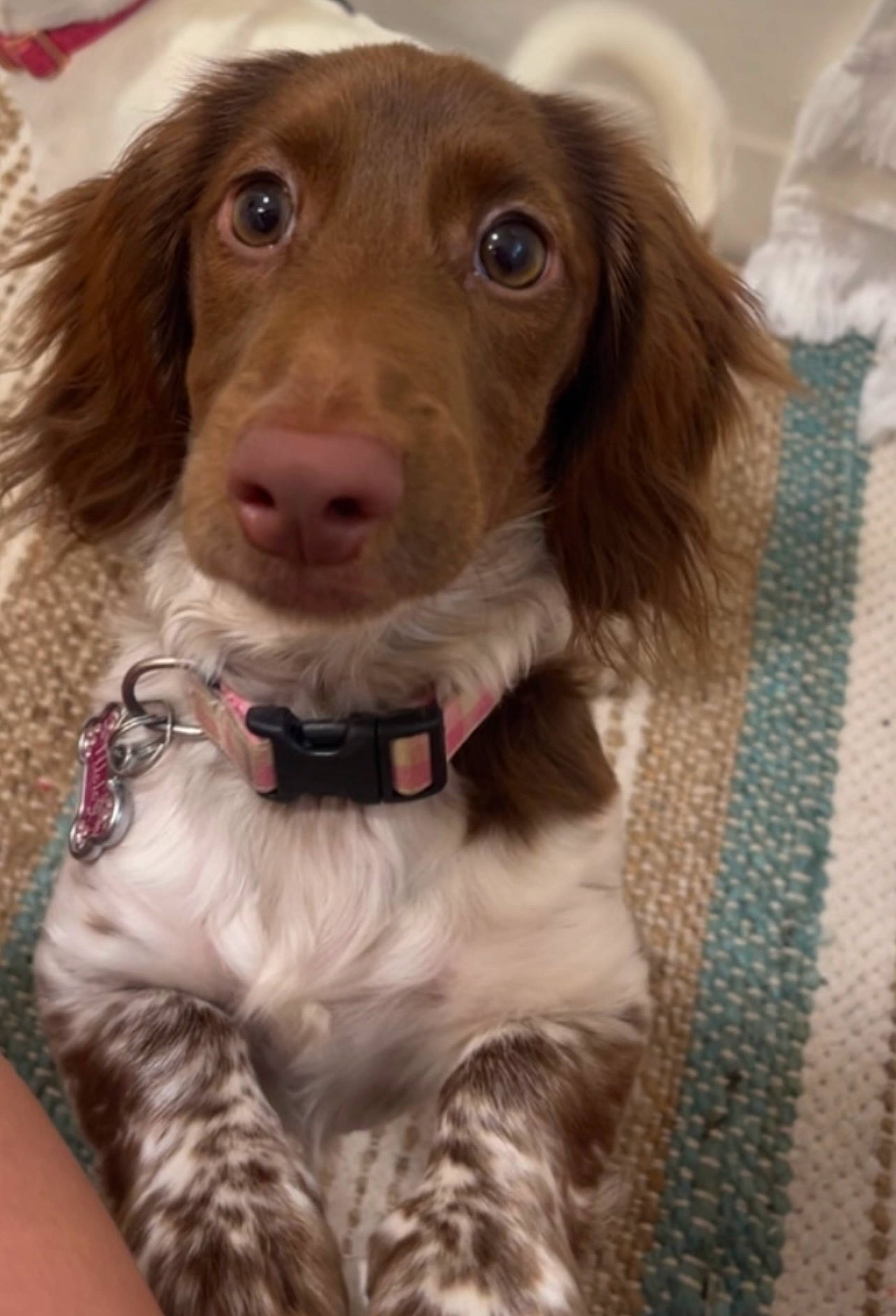 Tilly is registered to the contest to win money with this photo: canidae, carnivore, collar, companion_dog, dog, dog_breed, dog_collar, fawn, fur, gun_dog, hunting_dog, leash, liver, puppy, snout, spaniel, sporting_group, whiskers, working_animal, woven_fabric