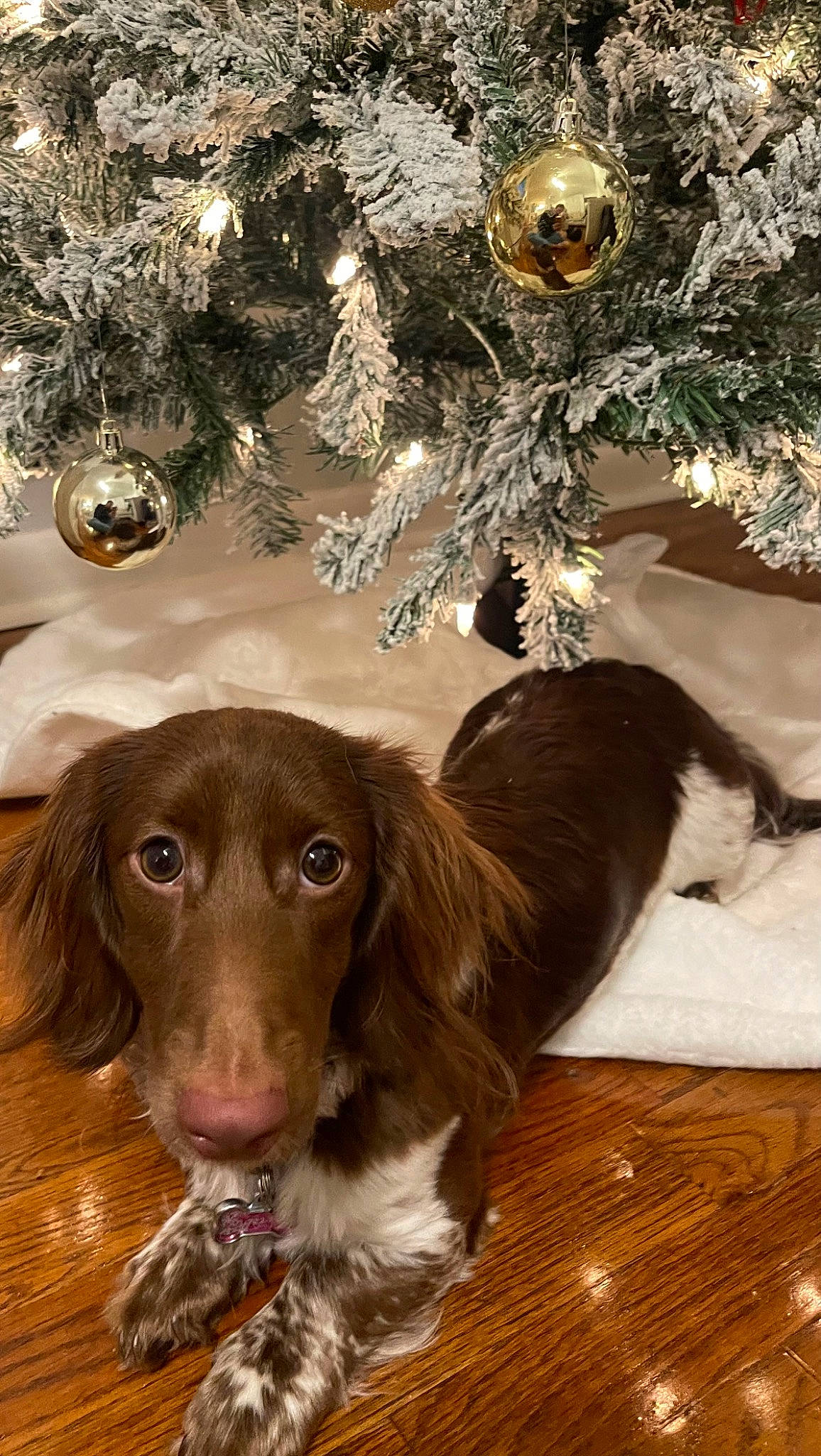 Tilly is registered to the contest to win money with this photo: canidae, carnivore, christmas_tree, companion_dog, conifer, dog, dog_breed, event, fawn, fir, fur, holiday, holiday_ornament, liver, ornament, snout, spaniel, sporting_group, whiskers, wood