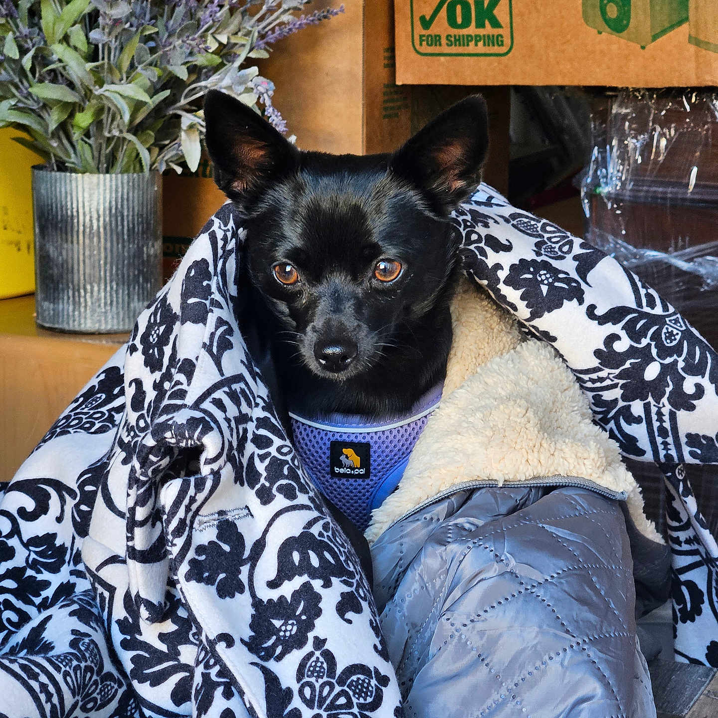 Halliebear is registered to the contest to win money with this photo: animal, black_dog, blanket, brown_eyes, closeup, cozy, curious, dog, ears, fur, home, indoor, looking, packing_boxes, pet, portrait, potted_plant, quilted_jacket, sitting, wrapped