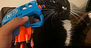 Pepe joined the competition — help win amazing prizes! animal, black_and_white, blue, cat, close_up, cozy, domestic_animal, feline, funny, fur, hand, indoor, nerf_gun, orange, person, pet, playful, startled, toy, whiskers