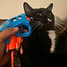 cat, black_and_white, pet, animal, nerf_gun, toy, hand, indoor, fur, whiskers, close_up, playful, startled, domestic_animal, feline, orange, blue, person, funny, cozy