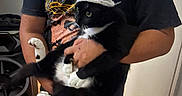 Pepe joined the competition — help win amazing prizes! indoor, person, cat, black_cat, white_paws, hat, holding, tshirt, jeans, floor, door, speakers, curious, pet, animal, domestic, feline, casual, human, portrait