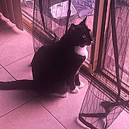 Pepe is registered to the contest to win money with this photo: cat, tuxedo_cat, indoor, curtain, sliding_door, tile_floor, pet, animal, black_and_white, window, mesh_curtain, sitting, side_view, paw, whiskers, domestic_cat, feline, looking_outside, home, quiet