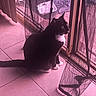 cat, tuxedo_cat, indoor, curtain, sliding_door, tile_floor, pet, animal, black_and_white, window, mesh_curtain, sitting, side_view, paw, whiskers, domestic_cat, feline, looking_outside, home, quiet