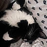 Pepe joined the competition — help win amazing prizes! cat, black_and_white, sleeping, curled_up, whiskers, paw, bed, blanket, pattern, fur, indoor, cozy, resting, pet, animal, cute, domestic_animal, relaxing, soft, comfortable