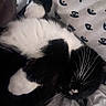 Pepe joined the competition — help win amazing prizes! cat, black_and_white, whiskers, sleeping, curled_up, bed, blanket, pattern, feline, pet, cozy, indoor, resting, fur, paw, cute, domestic_animal, soft, animal, relaxed
