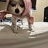 Puffy joined the competition — help win amazing prizes! dog, small_dog, pink_scarf, bed, indoor, window, blinds, clock, furniture, white_bedspread, pet, animal, cute, scarf, portrait, standing, expression, cozy, room, fur