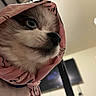 Puffy joined the competition — help win amazing prizes! dog, scarf, pink, closeup, pet, animal, indoor, fur, cute, face, portrait, snout, whiskers, blue_eyes, cozy, looking_away, domestic_animal, mammal, wrapped, adorable