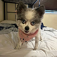 Puffy is registered to the contest to win money with this photo: dog, small_dog, blue_eyes, pink_bandana, bed, blanket, bunk_bed, indoor, window, blinds, fur, pet, animal, cute, fluffy, standing, face, ears, nose, tongue
