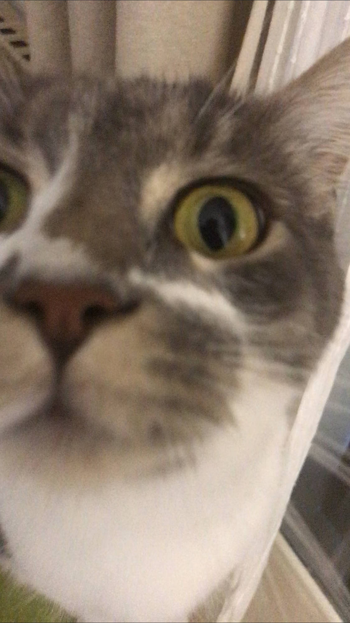 Louis Xv participe au concours pour gagner de l'argent avec cette photo : carnivore, cat, close_up, domestic_short_haired_cat, ear, eye, felidae, fur, head, iris, paw, small_to_medium_sized_cats, snout, terrestrial_animal, whiskers, wildlife