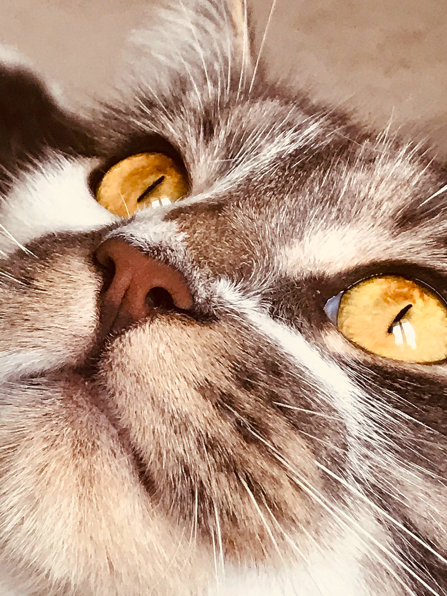 Louis Xv a rejoint le concours — aidez-le/la à gagner de superbes lots ! carnivore, cat, close_up, comfort, domestic_short_haired_cat, eye, felidae, fur, head, macro_photography, mammal, paw, sleep, small_to_medium_sized_cats, snout, terrestrial_animal, vertebrate, whiskers, wildlife